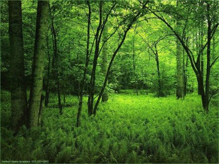 – 201106forest