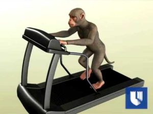 – 201106monkey robot