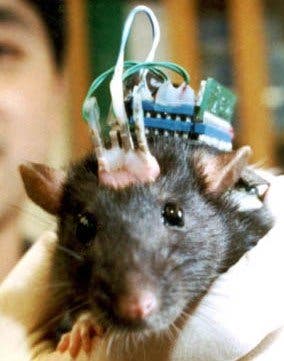 – 201106rat brain implant 765259