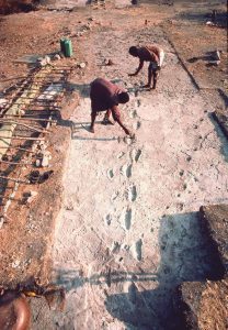 – 201107australopithecus footprint