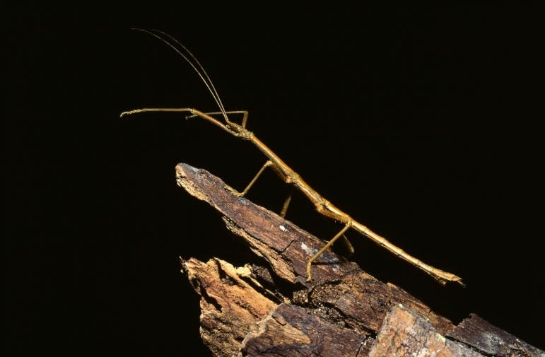 – 201107stick insect