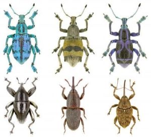 – 201107weevils