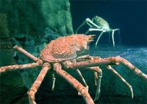 – 201109king crab