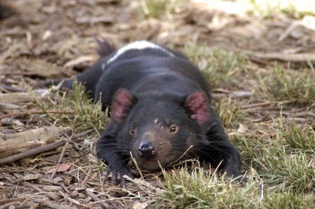 – 201110Tasmanian Devil resting