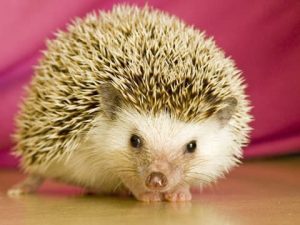 – 201110hedgehog