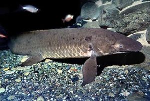 – 201110lungfish