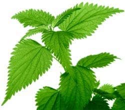 – 201110nettle leaf