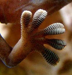 – 201111250px Gecko foot on glass