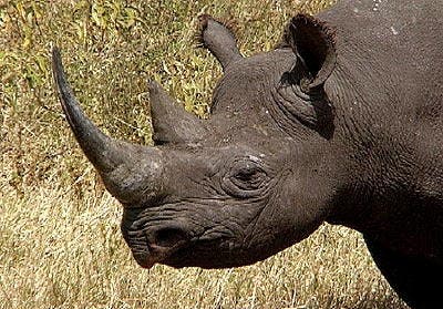 – 201111BLACK RHINO HEAD