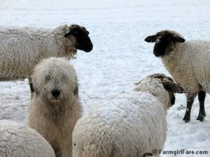 – 201111Farmgirl Fare Moping Marta and Snowy Sheep