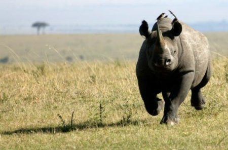 – 201111black rhino photo via rhinoresourcecenter dot com