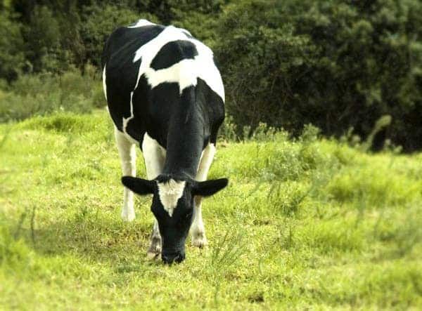 – 201111cow grazing in pasture