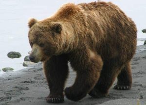 – 201111grizzly bear