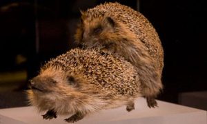 – 201111hedgehog