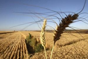 – 201111wheat field