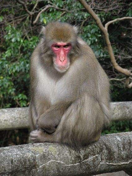 – 201112Japanese monkey 425x566 1