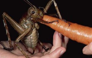 – 201112biggest insect