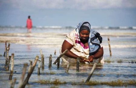 – 201201seaweed farm woman1