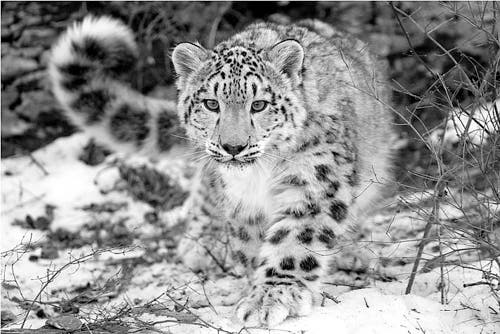 – 201202Snow Leopard1