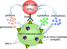 – 201202cd8 cell