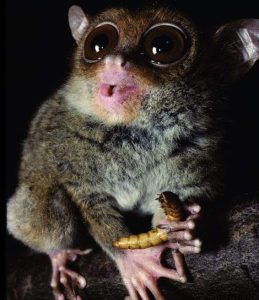 – 201202philippine tarsier 120107