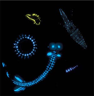 – 201202underwater bioluminiscence