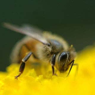 – 201203growth in honeybee population 1