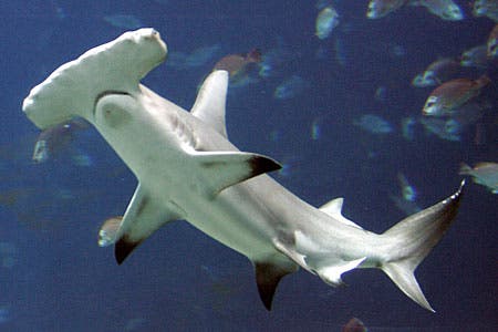 – 201203hammerhead