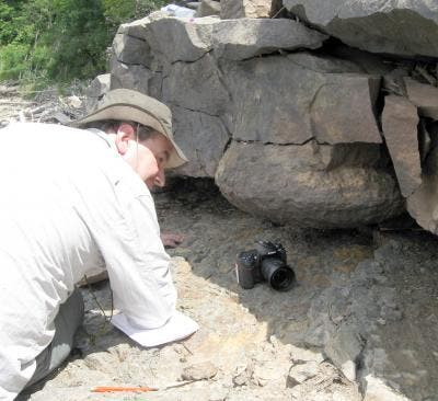 – 201203oldest forest cardiff professor