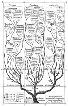 – 201203tree of life