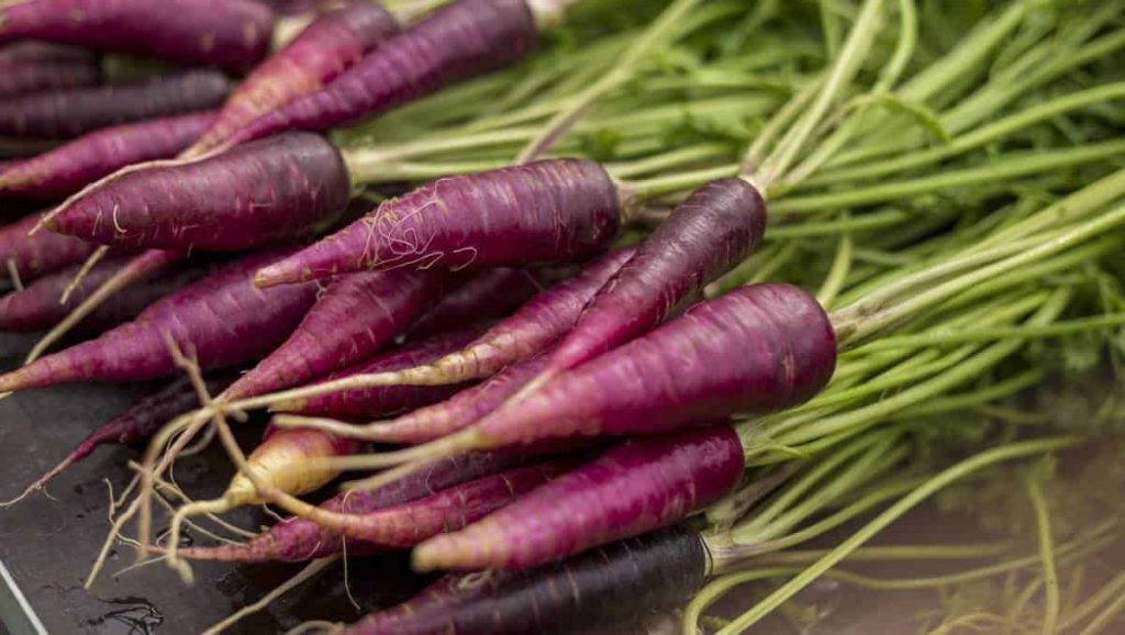 – 202302purple carrot