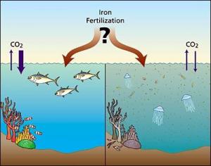 Iron Fertilization