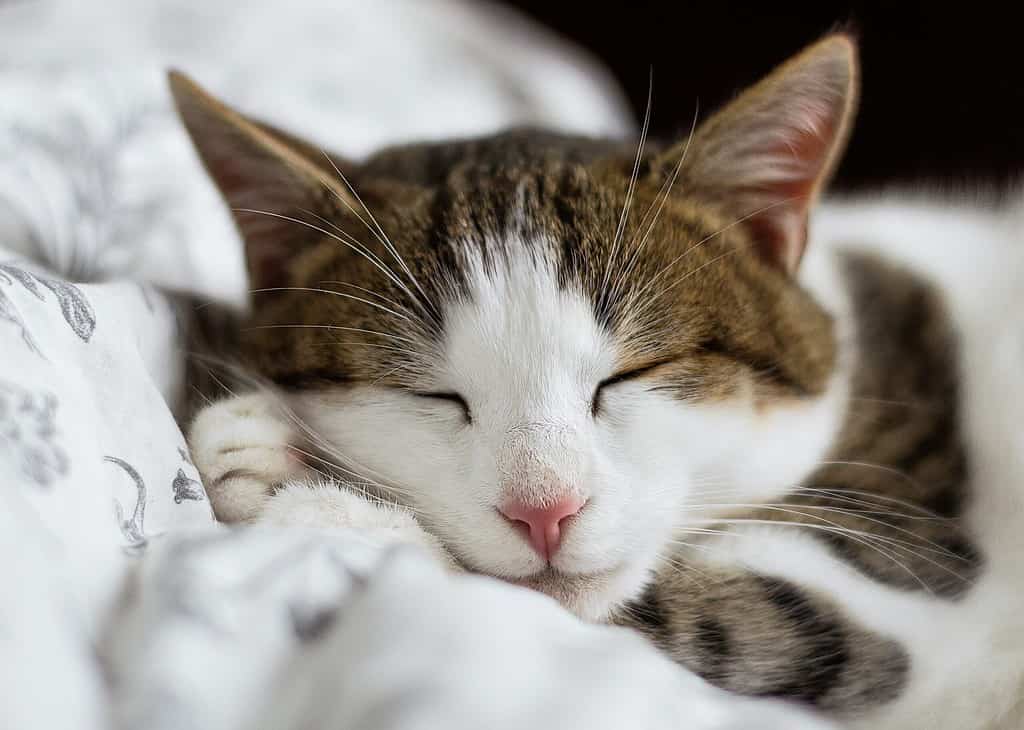 sleeping cat