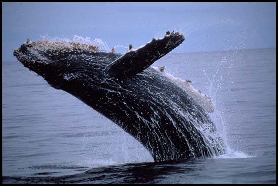 Humpback Whale