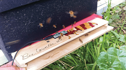 western honey bee