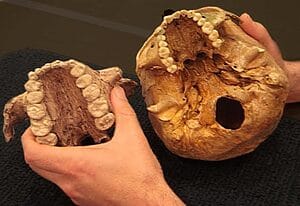 Scientists now conclude that The casts of two palates demonstrates the large size of the teeth of Paranthropus boisei (left), long time considered to crack nuts - scientists now conclude that Paranthropus boisei actually chewed grasses instead.Paranthropus boisei actually chewed grasses instead.