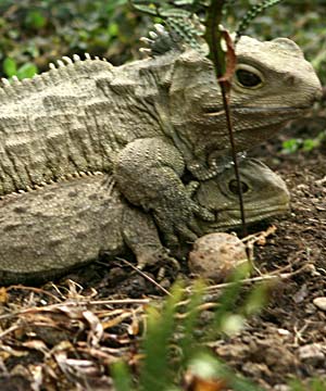 tuatara