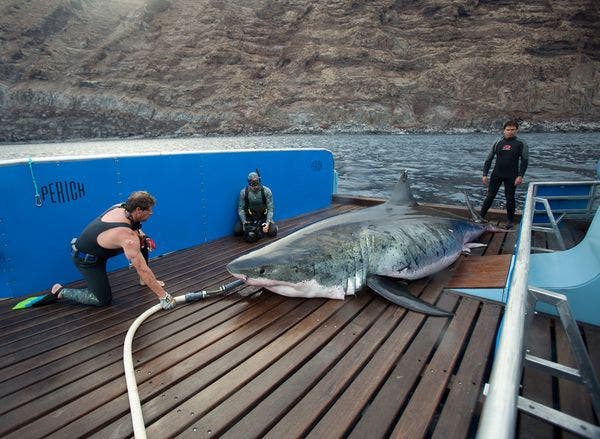 The Shark Men crew as they work had to keep the 18 feet great white shark nicknamed Apache alive on board their boat.