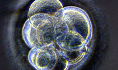 embryo