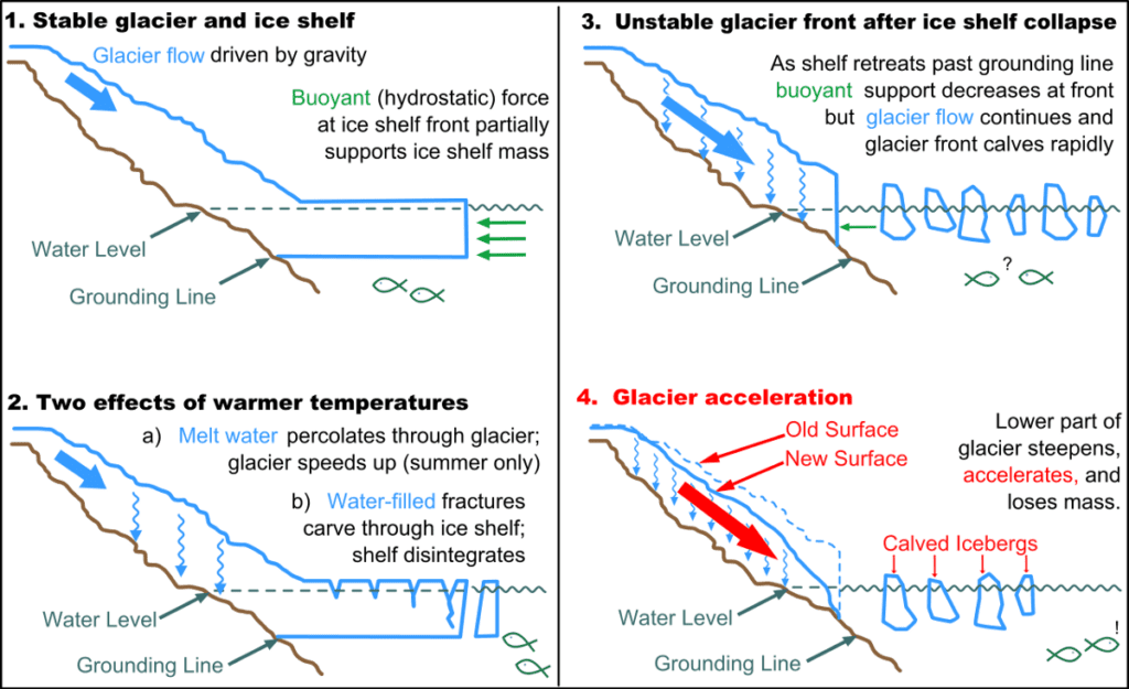 When ice shelves disintegrate, glaciers move out to sea.