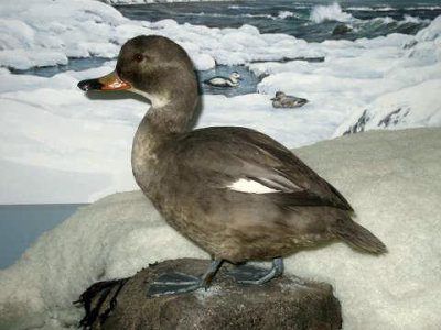 labrador duck