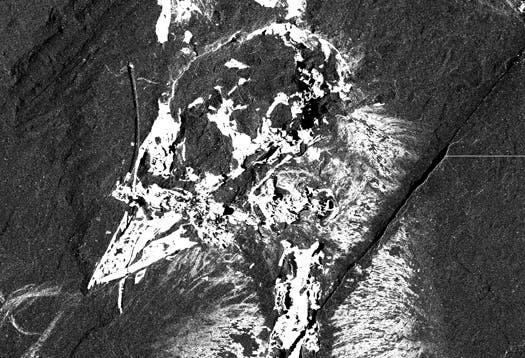 An artist's conception of the pigmentation patterns of Confuciusornis sanctus, the oldest documented to display a fully derived avian beak. The patterns are based on chemical maps of copper and other trace metals in several fossils of the organism. (Credit: Richard Hartley, University of Manchester)