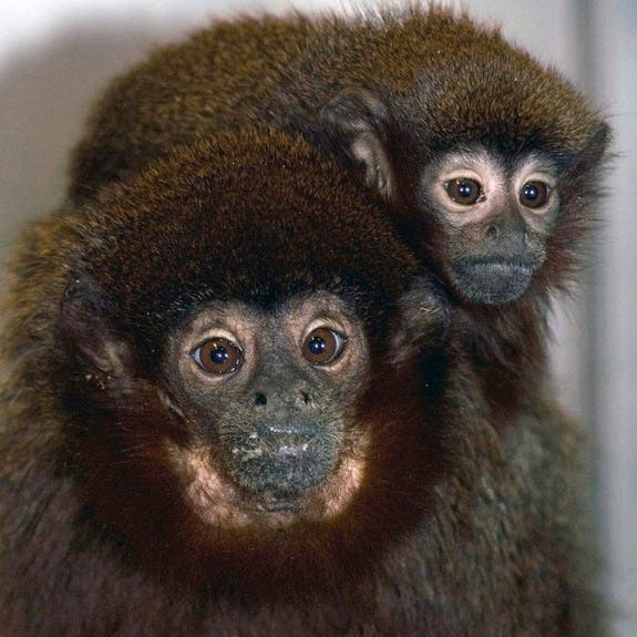 An adult male titi monkey and his infant, at the California National Primate Research Center in Davis, Calif., which might have harbored a new-to-science virus that infects and is contagious to both monkeys and humans. (c) Kathy West 