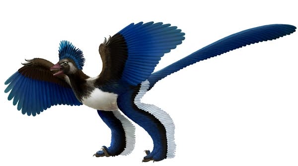 Artist's impression of the birdlike dinosaur known as Xiaotingia zhengi. (c) Xing Lida and Liu Yi