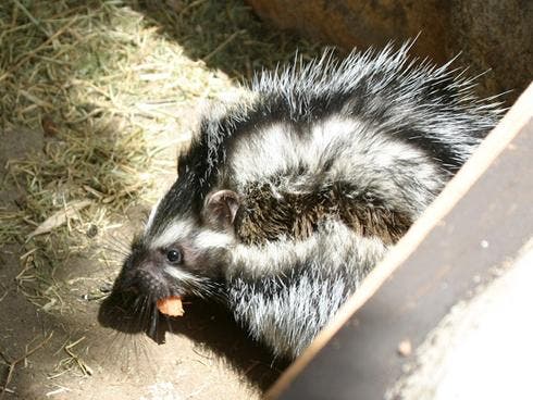 An image of Lophiomys imhausi, the African Crested Rat. 