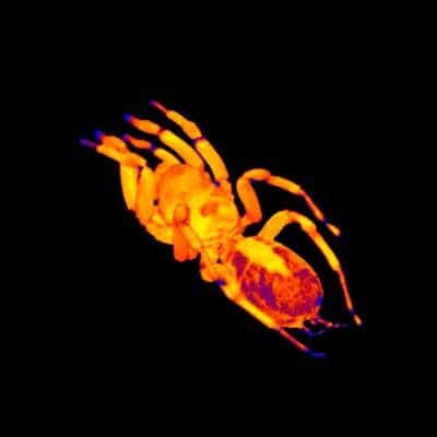 Scientists can color the MRI images to highlight organs. The heart is shown in lighter colors in the posterior part of the body. (c) Gavin Merrifield