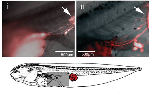 White arrows show the location of the transplanted eye, and the nerves show up in red, tracing the path to the stomach.