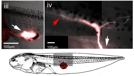 White arrows show location of eye. In the image on left, you can see that the eye's nerves end after reaching the spinal cord (in other words, they don't make it all the way to the brain).