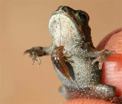 A beetle larva attached to the chest of an amphibian. (c) Gil Wizen / AFTAU