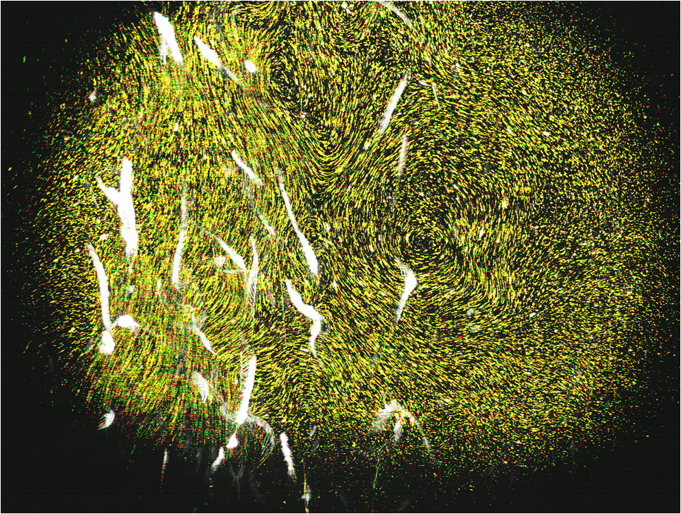 This timelapse image shows the circulation patterns as the sea monkeys (white) move through the water and glass particles (yellow).